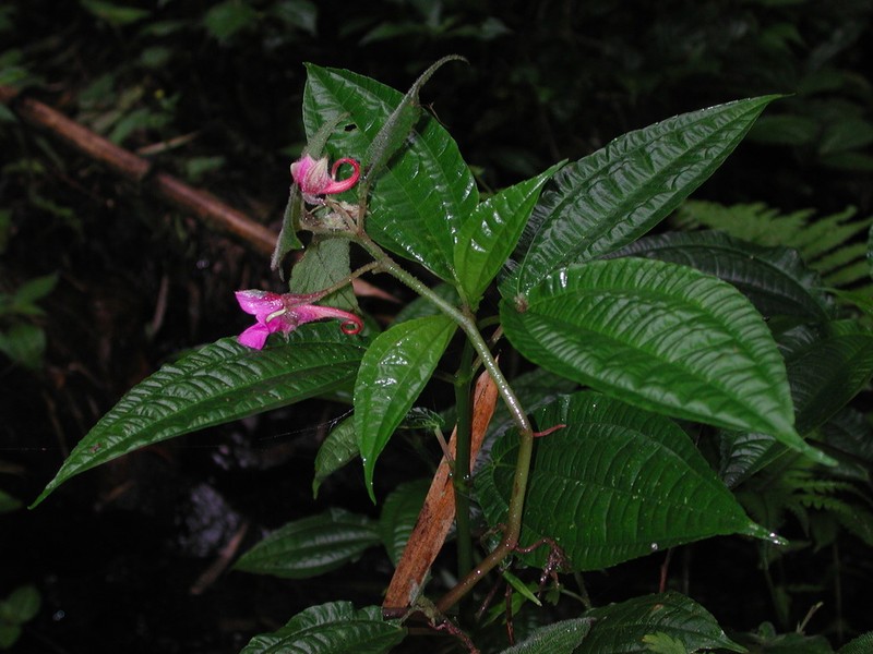 Impatiens napoensis photo 7