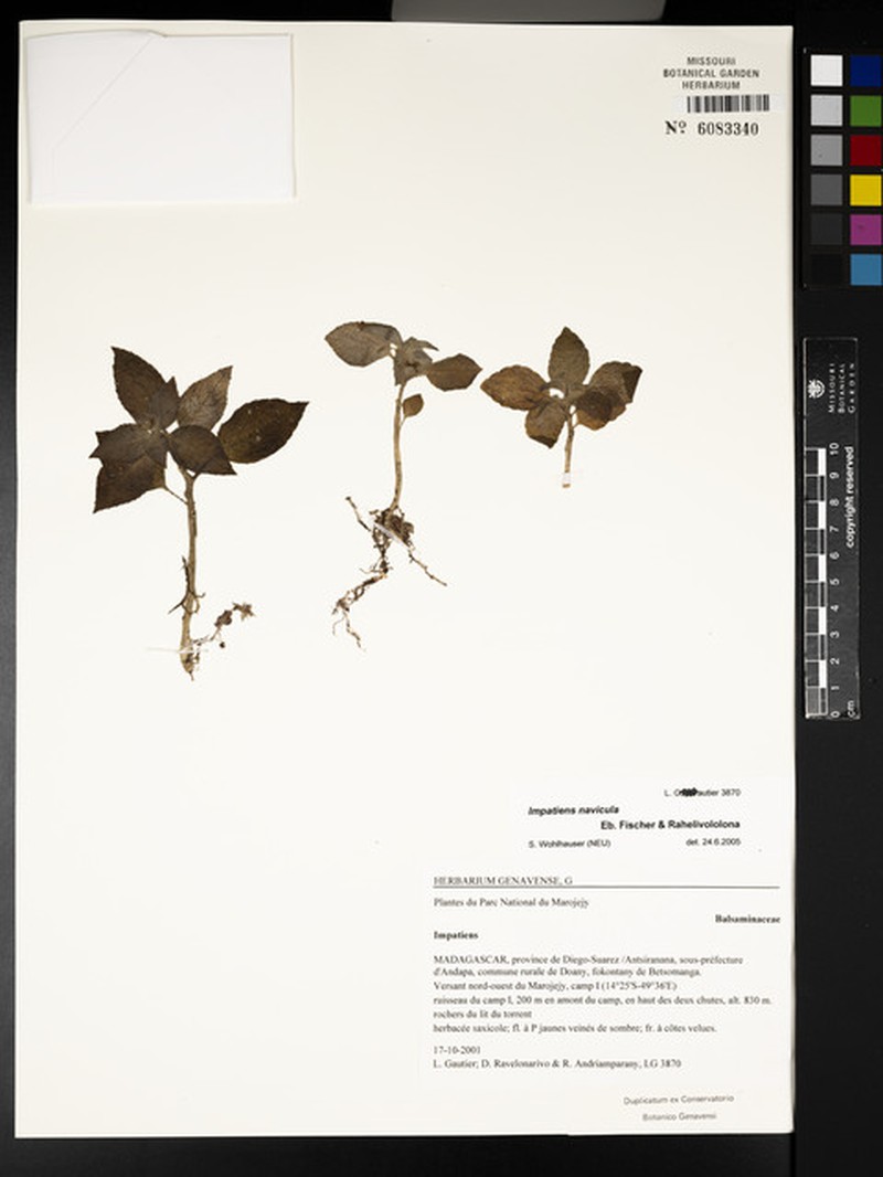 Impatiens navicula