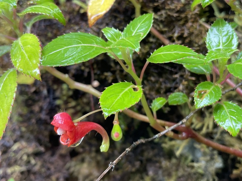 Impatiens ndovu