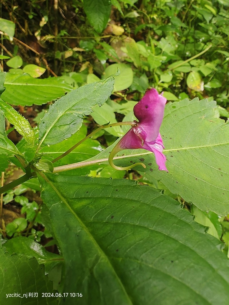 Impatiens neglecta