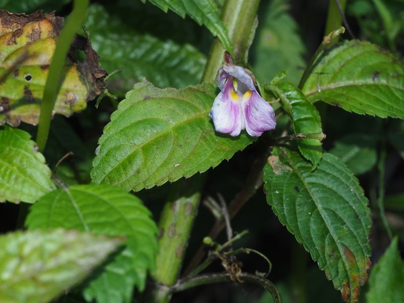 Impatiens neglecta photo 2
