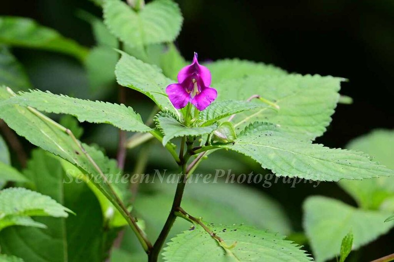 Impatiens neglecta photo 3
