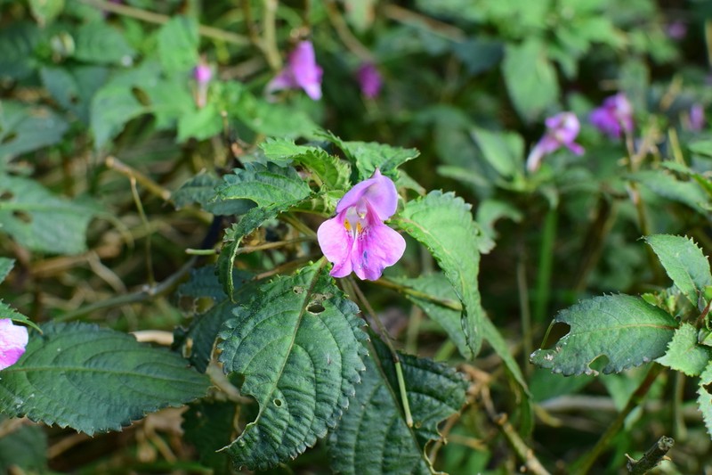 Impatiens neglecta photo 4