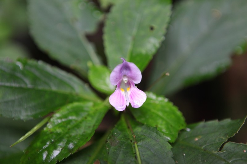 Impatiens neglecta photo 5