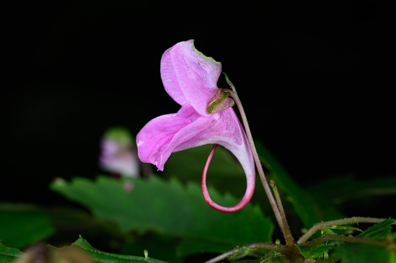 Impatiens neglecta photo 6