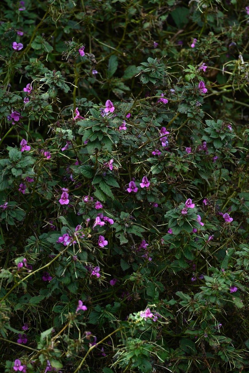 Impatiens neglecta photo 7