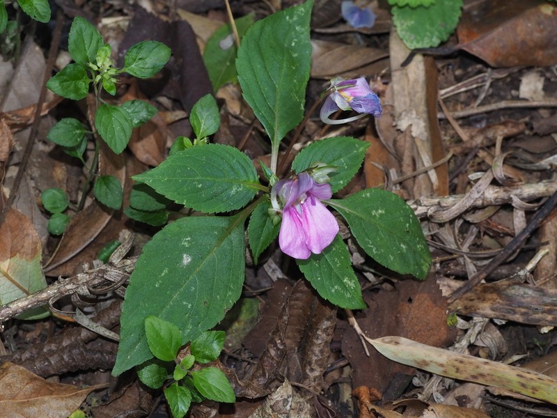 Impatiens neglecta photo 8
