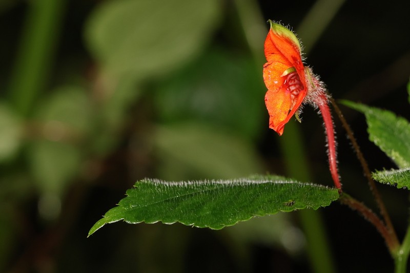 Impatiens nguruensis