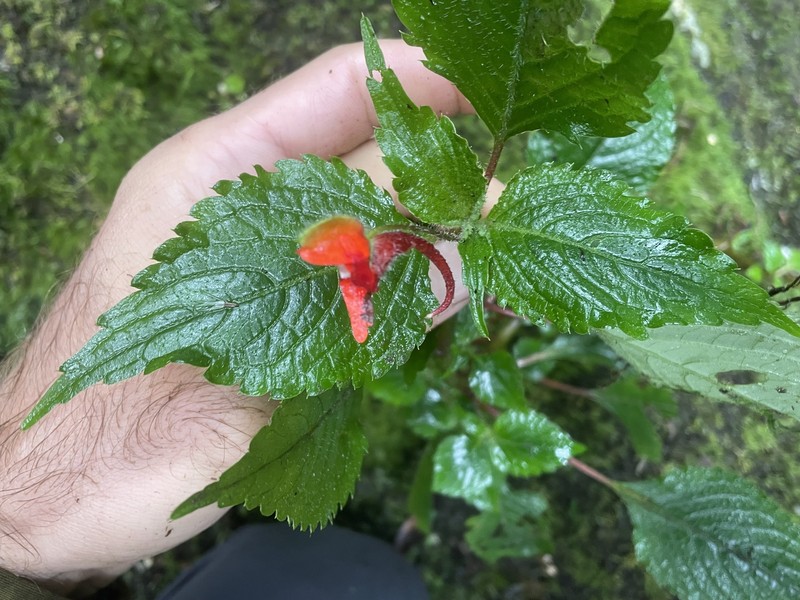 Impatiens nguruensis photo 4