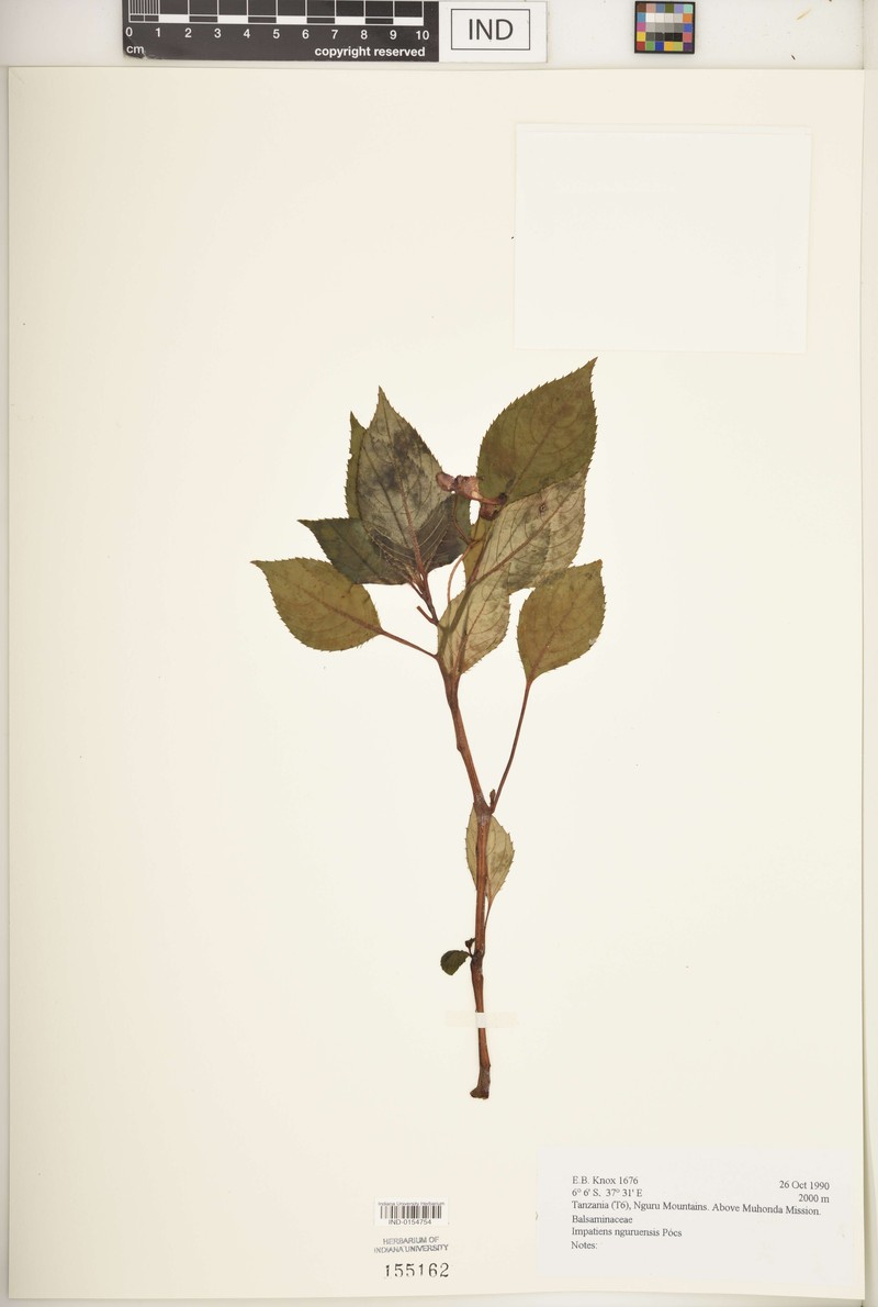 Impatiens nguruensis photo 5