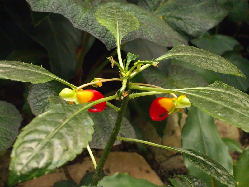 Impatiens niamniamensis