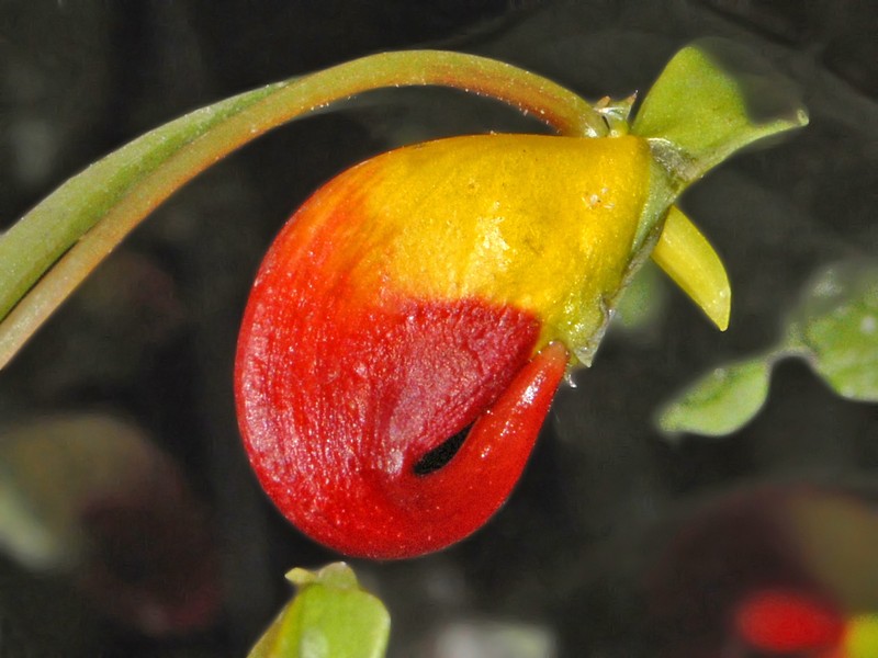 Impatiens niamniamensis photo 2