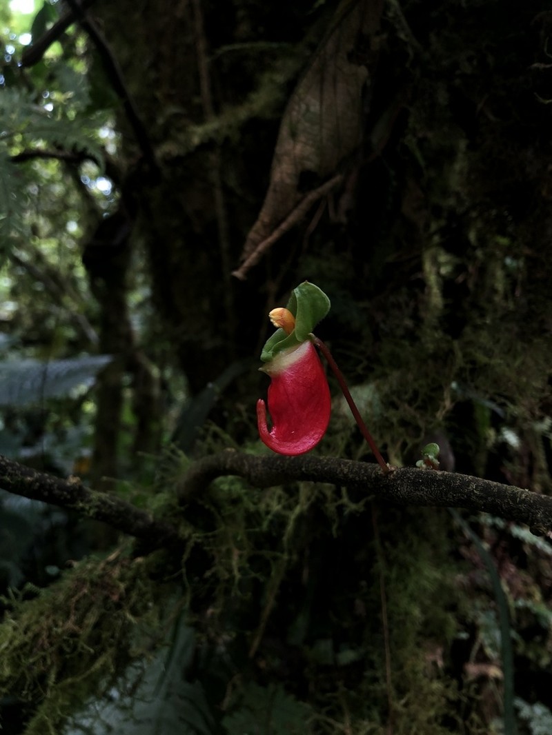 Impatiens niamniamensis photo 3