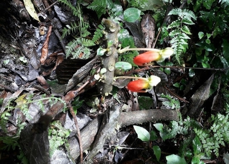Impatiens niamniamensis photo 4