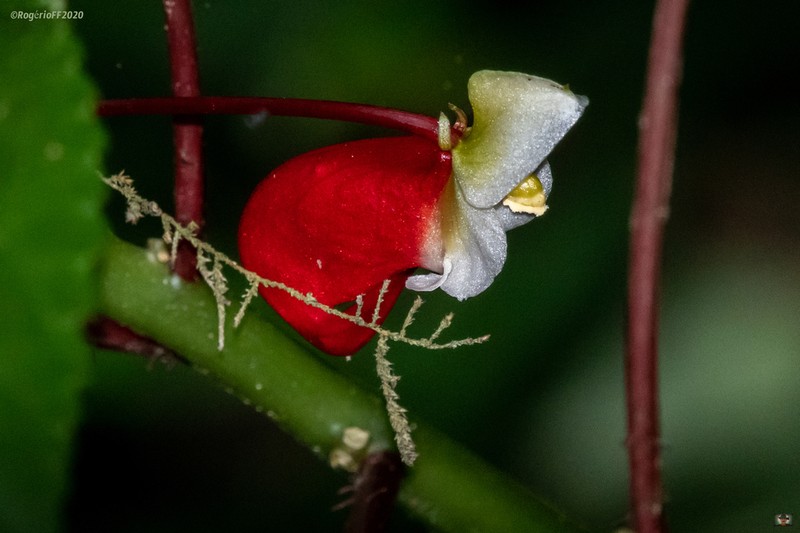 Impatiens niamniamensis photo 5