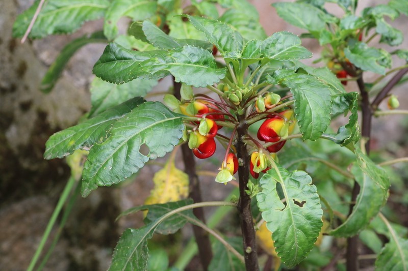 Impatiens niamniamensis photo 6