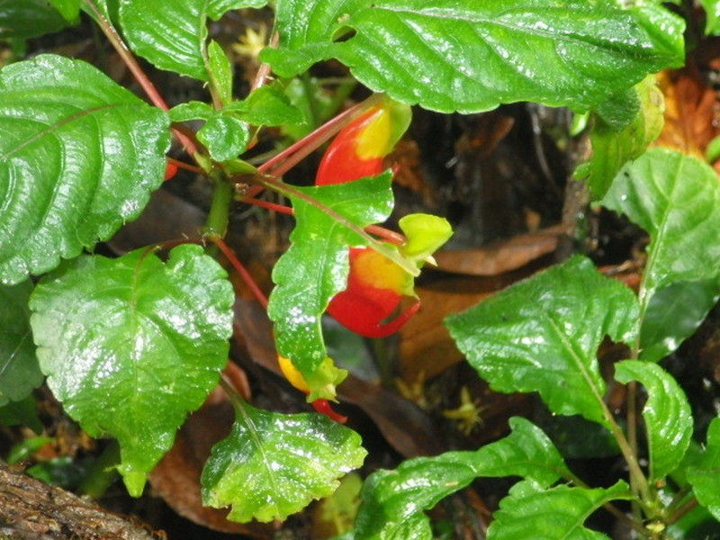 Impatiens niamniamensis photo 8