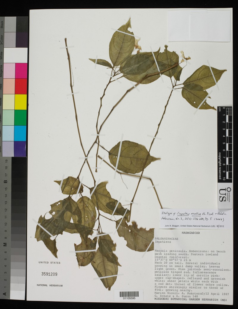 Impatiens nicolliae