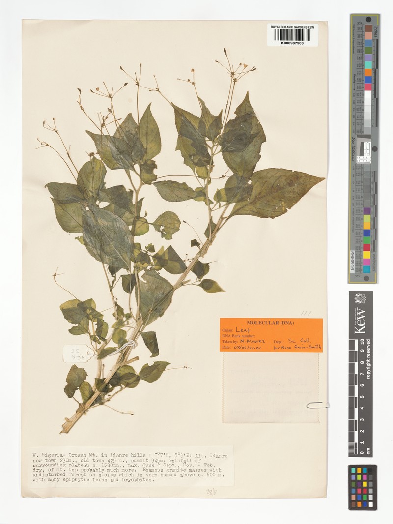Impatiens nigeriensis