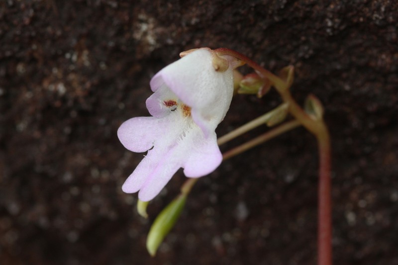 Impatiens nilgirica