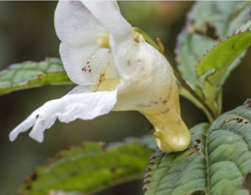 Impatiens nimspurjae