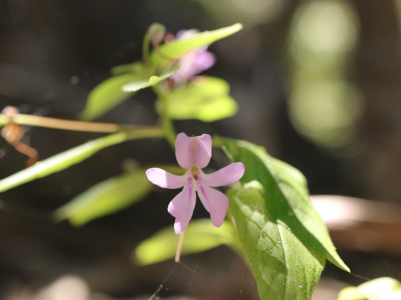 Impatiens noei photo 2