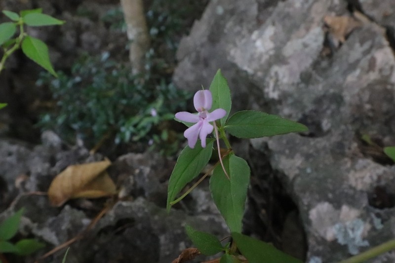 Impatiens noei photo 3