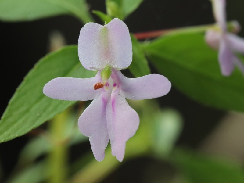 Impatiens noei photo 4