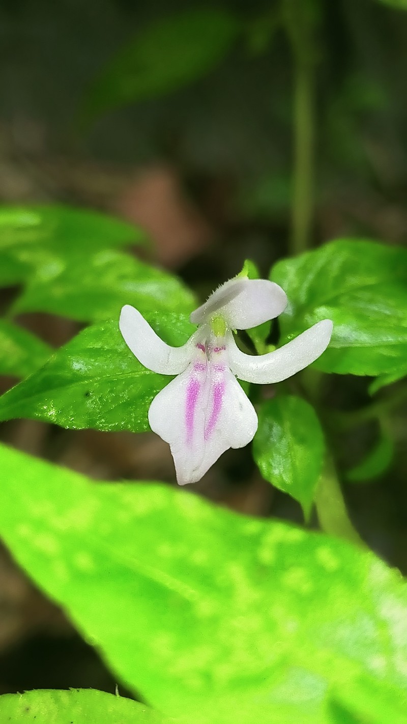 Impatiens noei photo 5