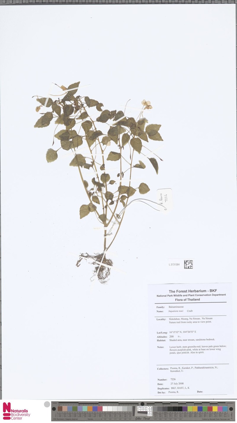 Impatiens noei photo 6