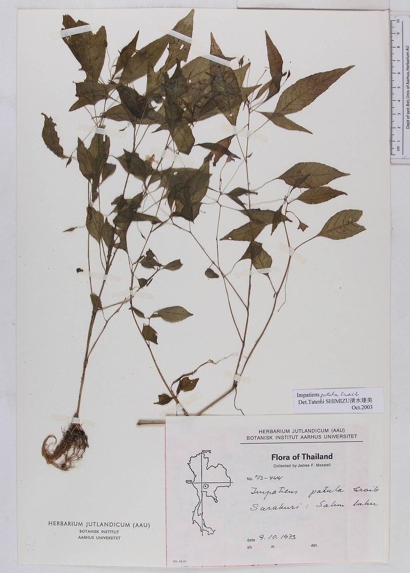 Impatiens noei photo 8