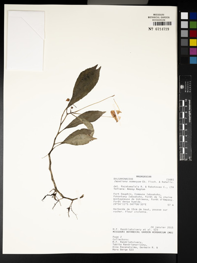 Impatiens nomenyae