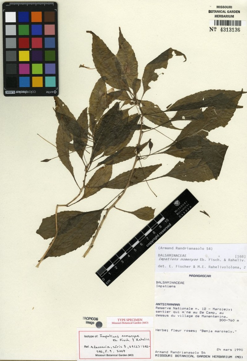 Impatiens nomenyae photo 2