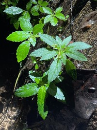 Impatiens nosymangabensis