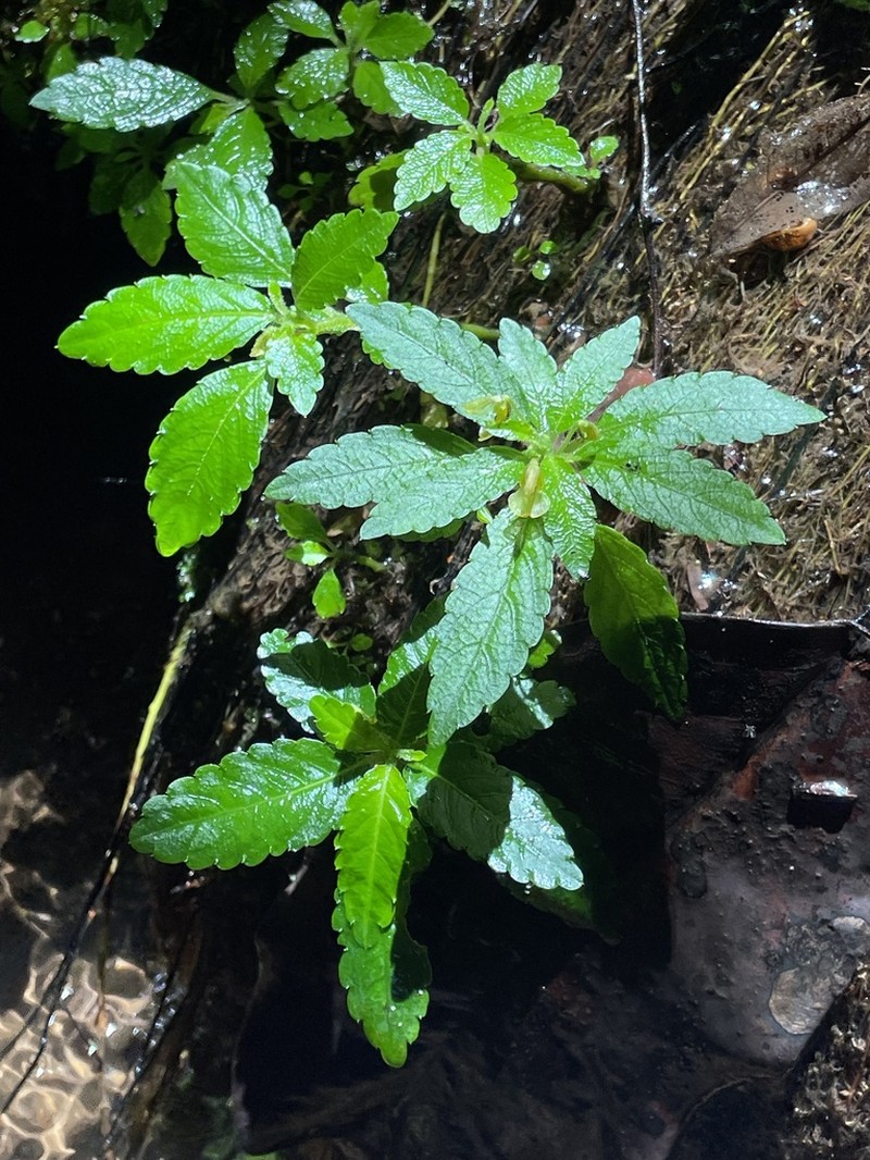 Impatiens nosymangabensis