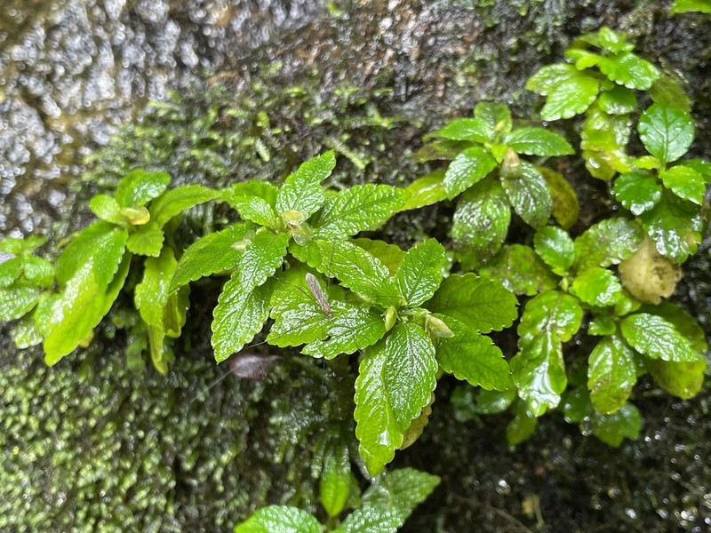 Impatiens nosymangabensis photo 2