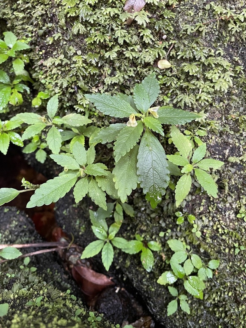 Impatiens nosymangabensis photo 3