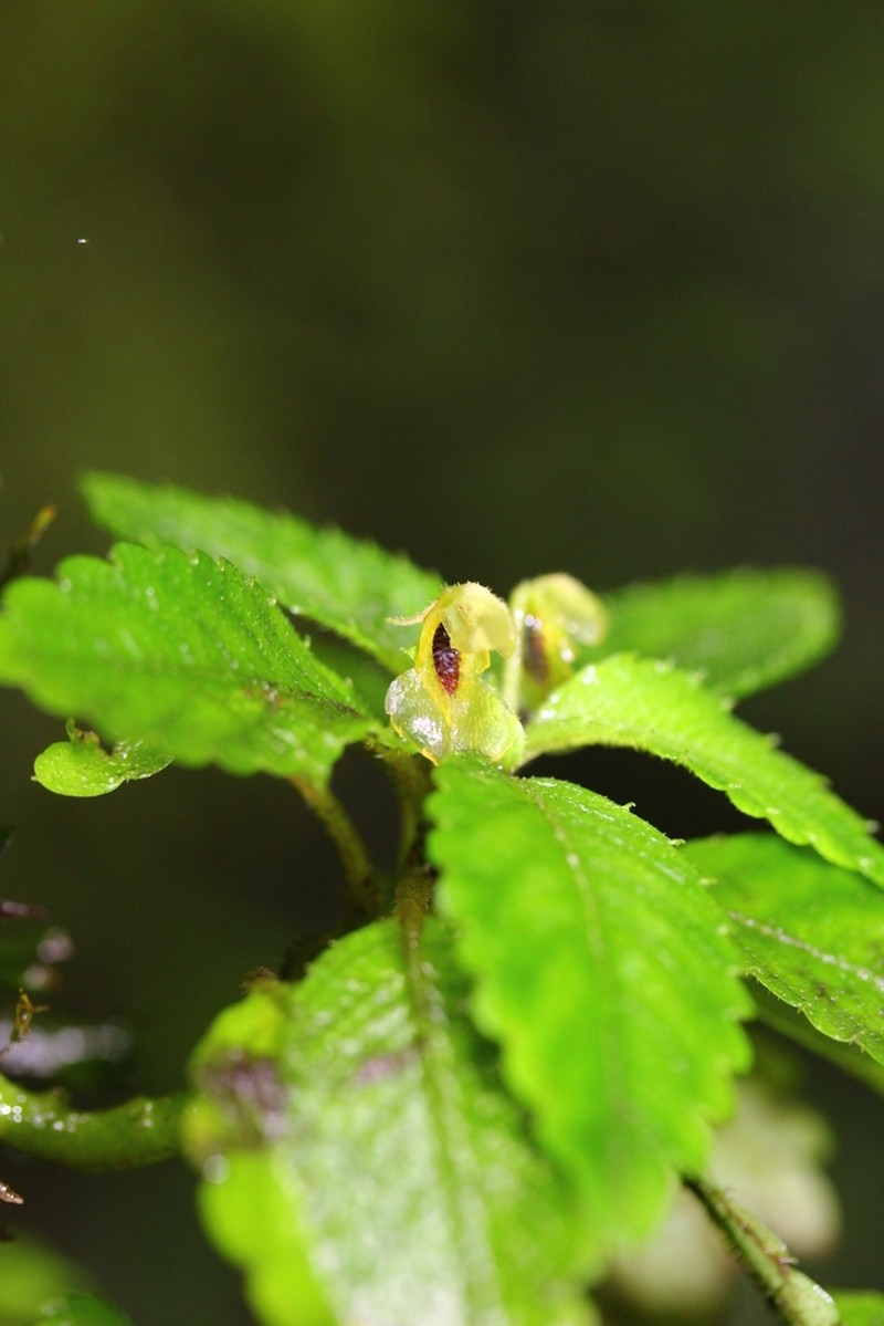 Impatiens nosymangabensis photo 4