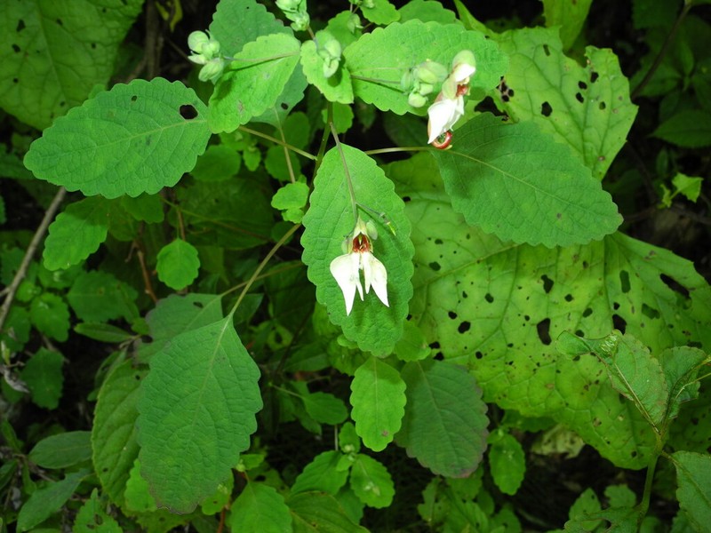 Impatiens notolopha