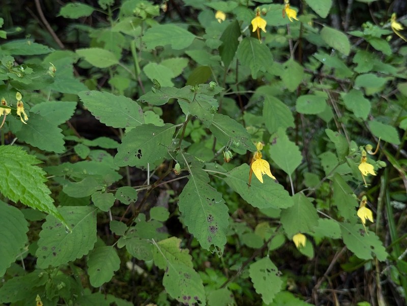 Impatiens notolopha photo 2