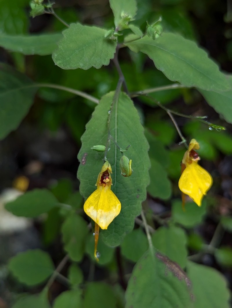 Impatiens notolopha photo 3
