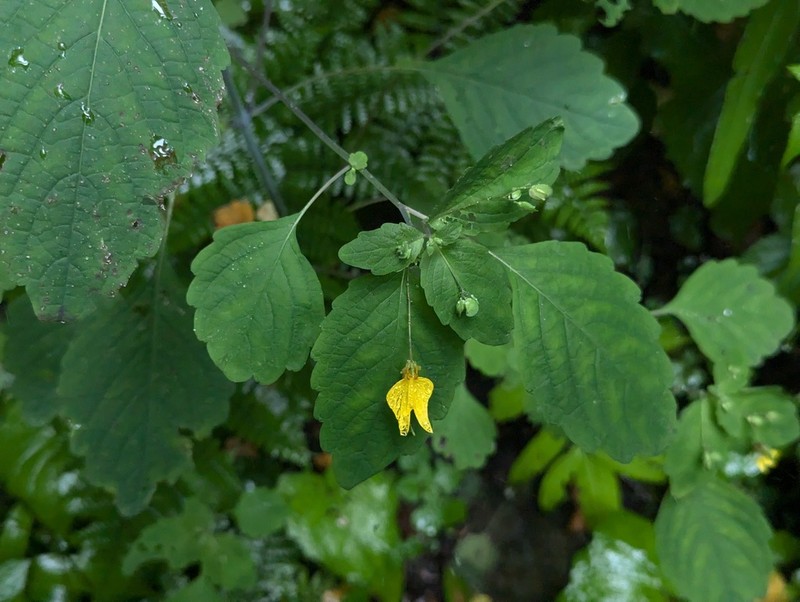 Impatiens notolopha photo 4