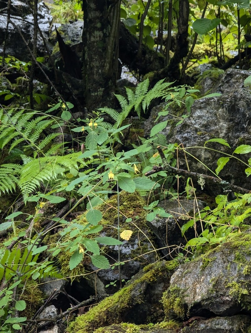 Impatiens notolopha photo 5