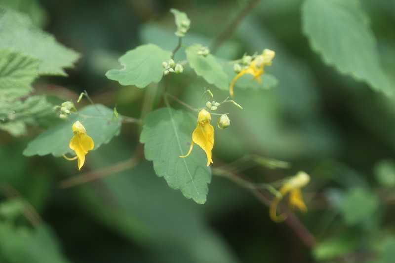 Impatiens notolopha photo 6
