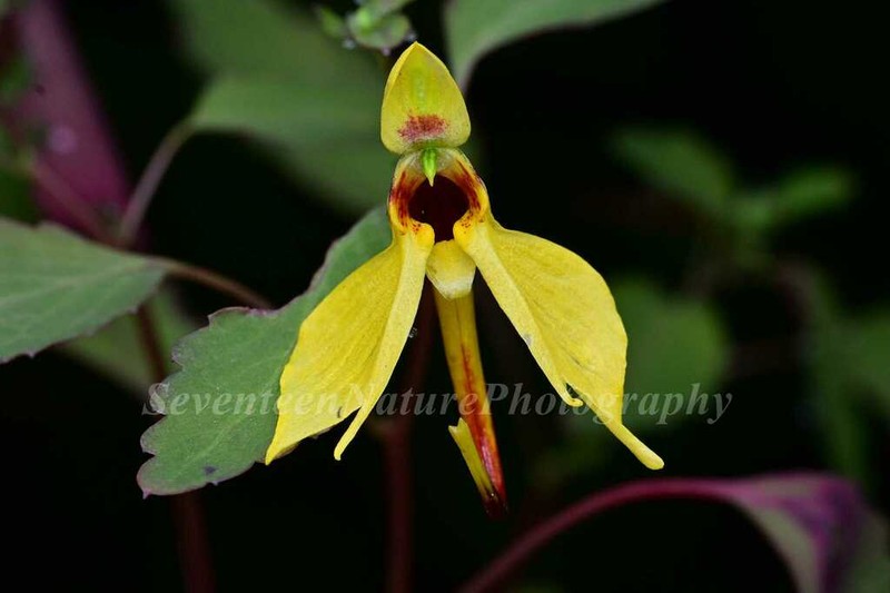Impatiens notolopha photo 7
