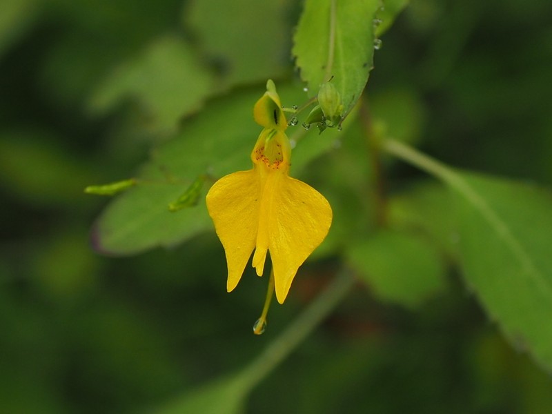 Impatiens notolopha photo 8