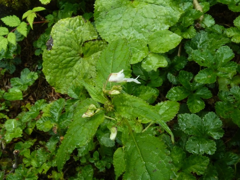 Impatiens nubigena