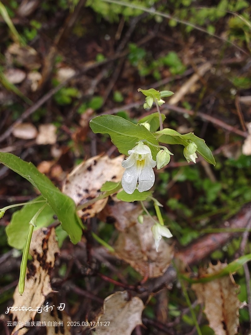 Impatiens nubigena photo 2