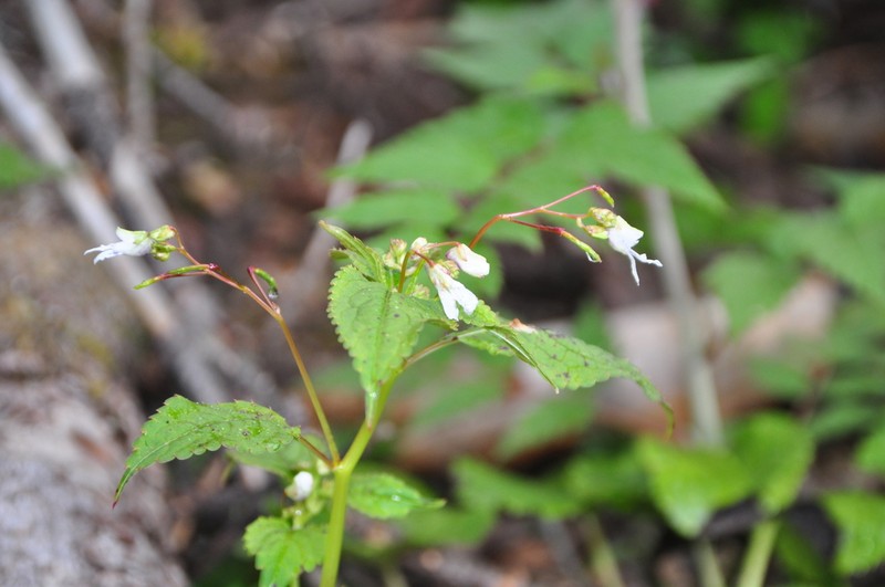 Impatiens nubigena photo 4