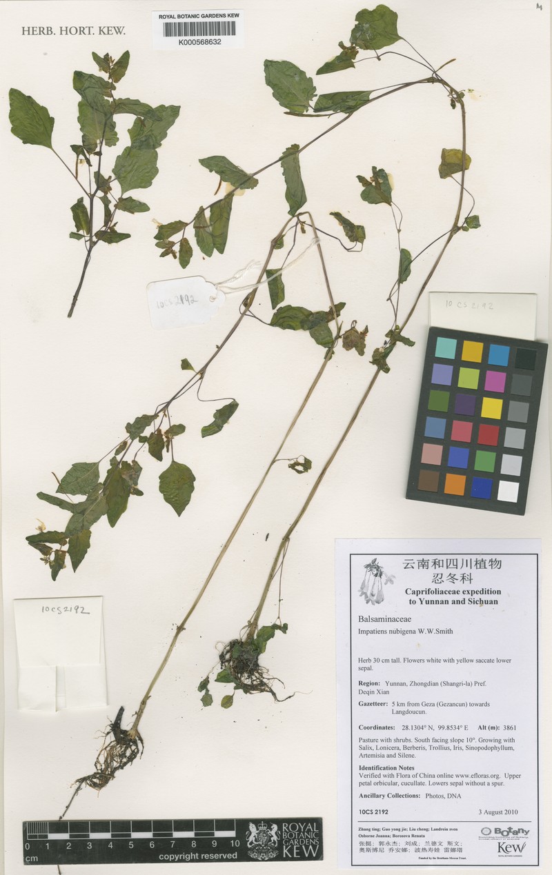 Impatiens nubigena photo 5